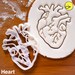 Anatomical Heart cookie cutter | Brain cookies cutters | biscuit cutter, Gifts for medical student science students | one of a kind | ooak 