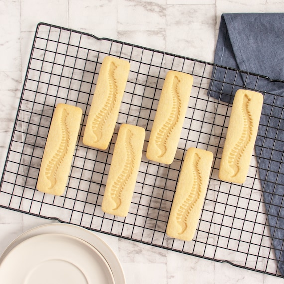 Human Spine cookie cutteranatomical backbone xray anatomy skeleton medical Human Spine cookie cutteranatomical backbone xray anatomy skeleton medical