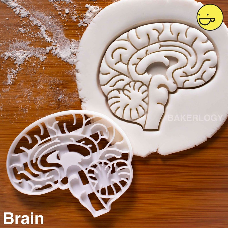 Anatomical Brain cookie cutter Heart cookies cutters biscuit cutter Gifts for medical student science students one of a kind ooak Brain