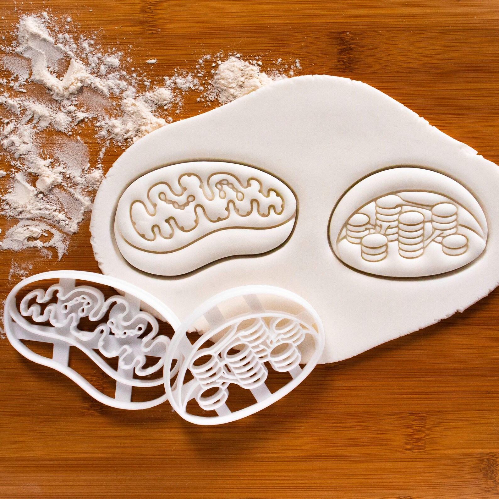 Mitochondria Cookie Cutter | Bakerlogy Biscuit Cutters Mitochondrion ...