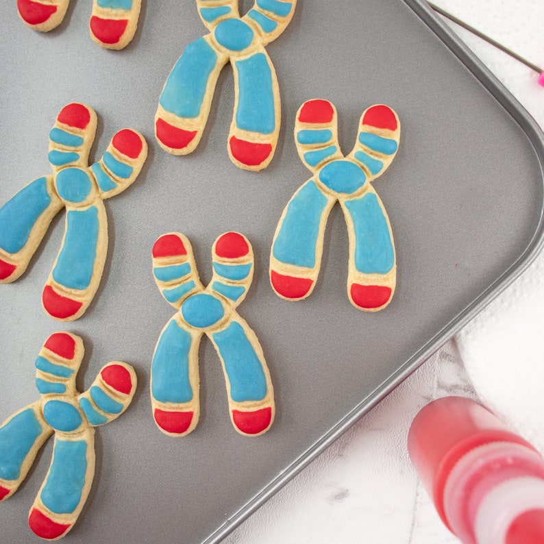 DNA cookie cutter biscuit cutters cell cycle Deoxyribonucleic acid molecule genetics genetic Microbiology laboratory science chromosome image 6