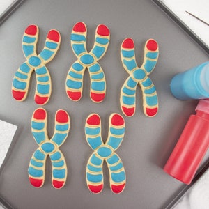 DNA cookie cutter biscuit cutters cell cycle Deoxyribonucleic acid molecule genetics genetic Microbiology laboratory science chromosome image 4