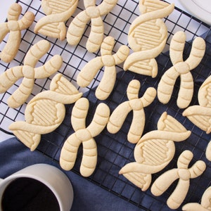 DNA cookie cutter biscuit cutters cell cycle Deoxyribonucleic acid molecule genetics genetic Microbiology laboratory science chromosome image 8