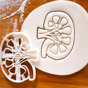 Tagliabiscotti a forma di rene (interno): disegno di anatomia renale umana per studenti di medicina e regali per l'assistenza sanitaria