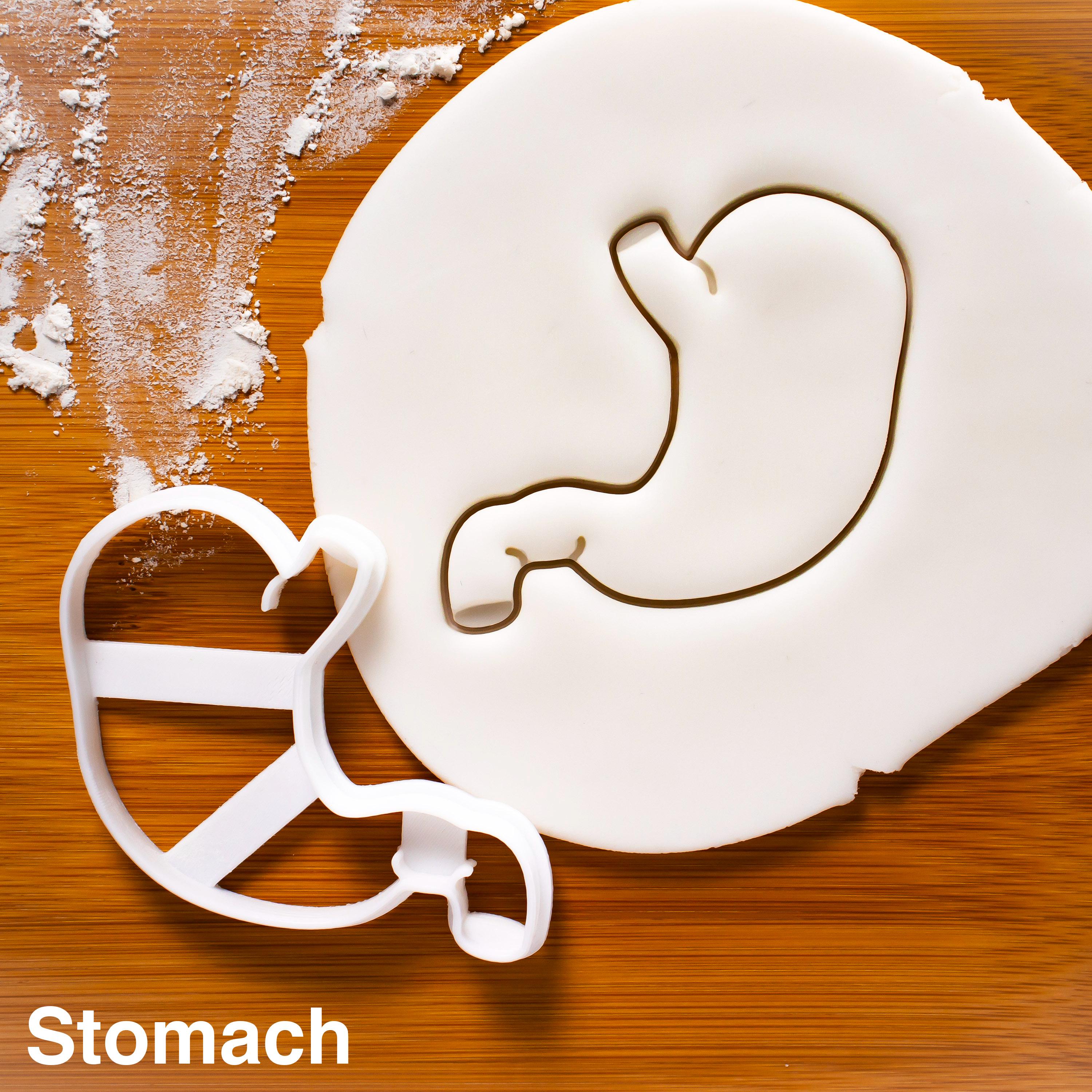 Human Cutter Shape Intestines Cookie Cutter – Human Anatomy Shape for Medical, Science ...