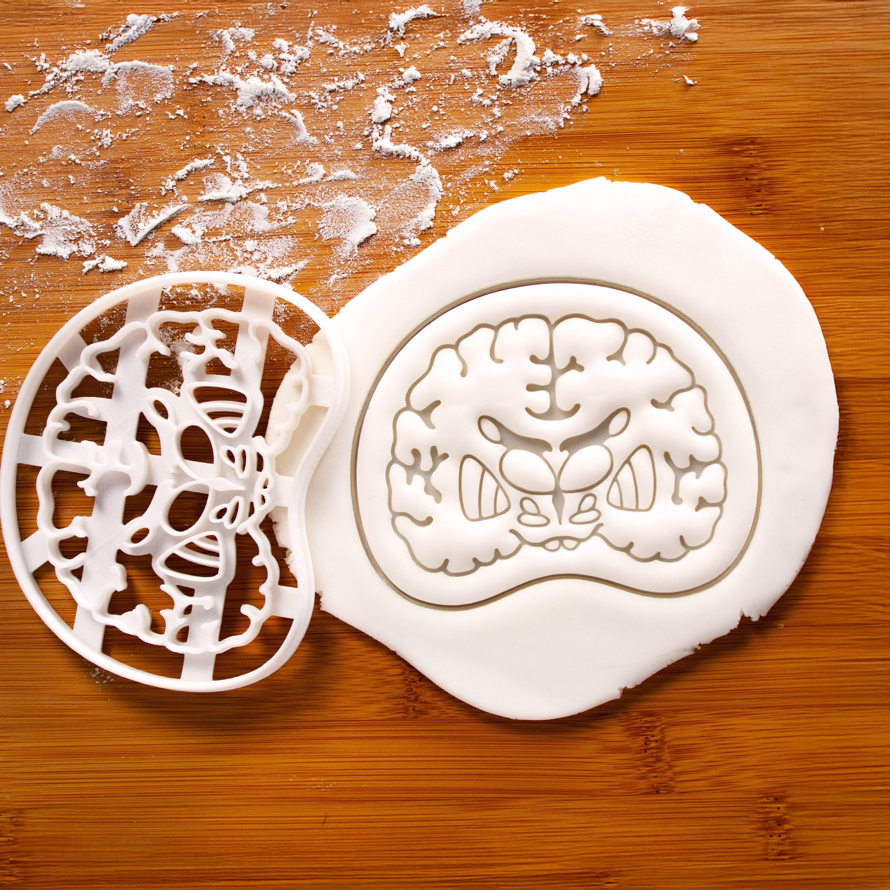 Brain Coronal Section Cookie Cutter: Neuroimaging Anatomy ...