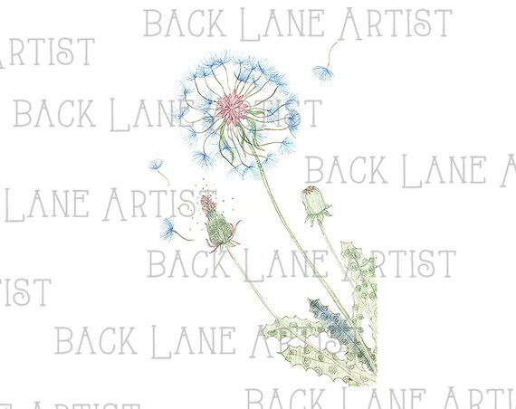 Fleur Pissenlit Sauvage Dessin Floral Clipart Lineart Illustration Téléchargement Instantané Png Jpg Digi Ligne Art Image Dessin Ld15