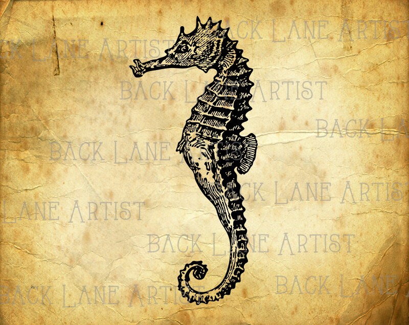 Vintage Seahorse Clipart Lineart Illustration Instant Download Etsy