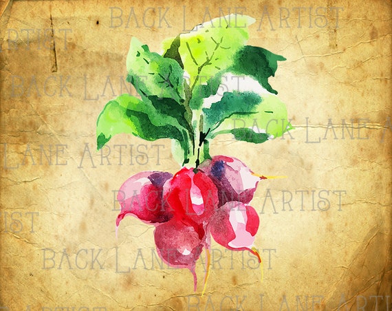 Gemuse Rettich Aquarellzeichnung Clipart Ausmalbild Etsy