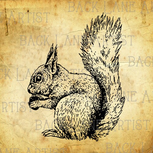 Squirrel Clipart Illustration Instant Download Png Jpg Digi Etsy
