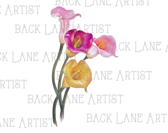 DISEGNO CALLA SCARICARE