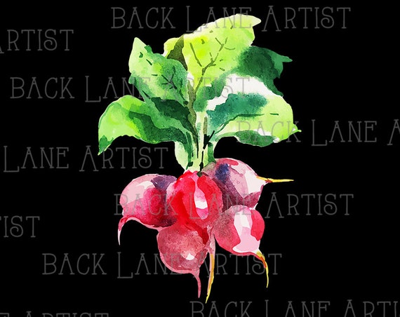 Gemuse Rettich Aquarellzeichnung Clipart Ausmalbild Etsy