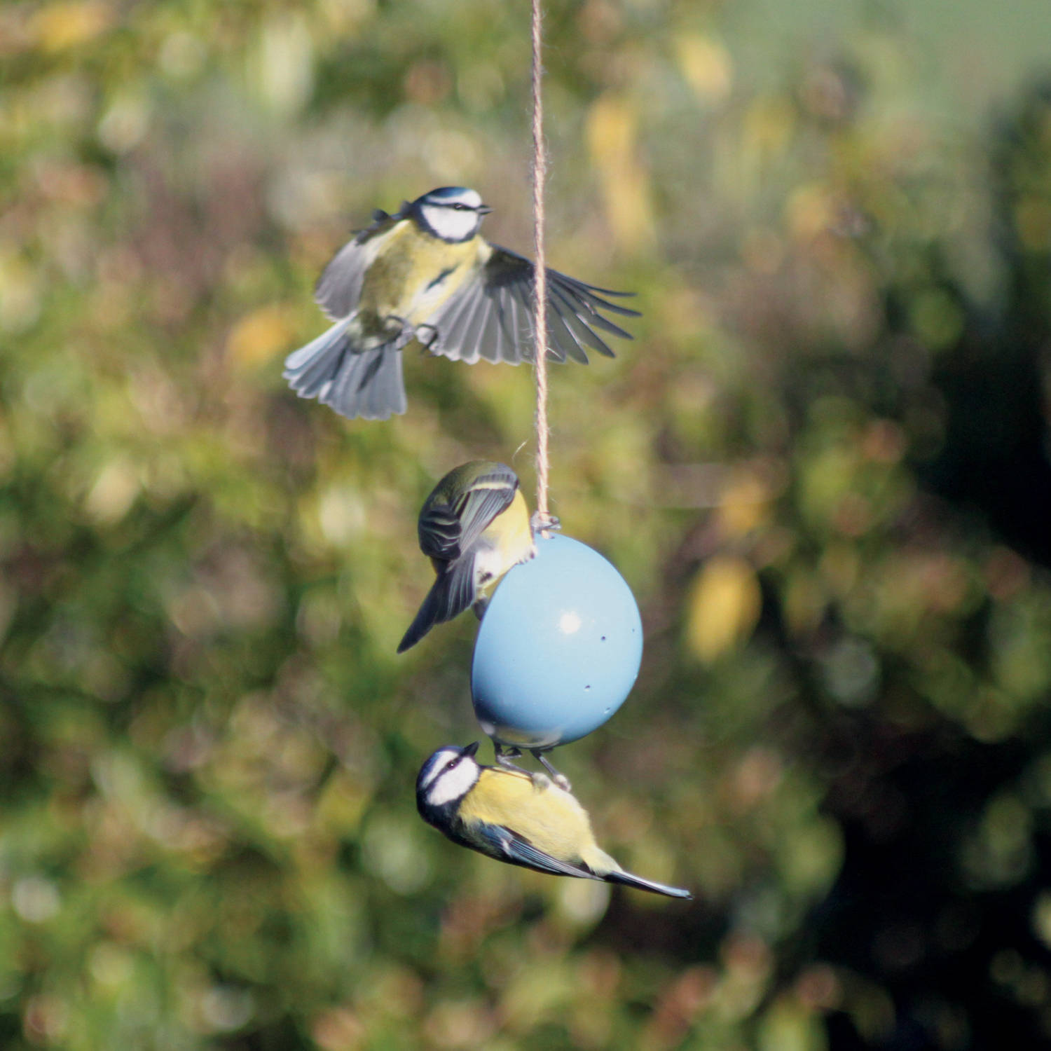 Mangeoire à Oiseaux - Kit de Gâteau Aux Graines Fabriqué Partir Pots Yaourt Recyclés