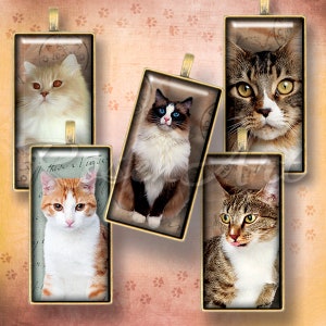 Könnte beinhalten: Fünf verschiedene Katzenporträts in antiken Glasbilderrahmen mit goldenen Verzierungen. Die Katzen sind alle verschiedenen Rassen und Farben, darunter eine weiß-orange Tabby, eine weiß-braune Katze, eine weiß-schwarze Katze, eine braune Tabby und eine langhaarige weiße Katze.