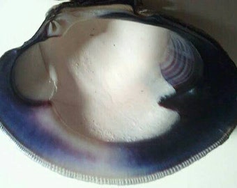 1 Pair large Fish Wampum Earrings*promo photo