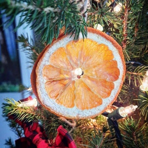 May include: A dried orange slice ornament hanging on a Christmas tree with green needles and white lights.