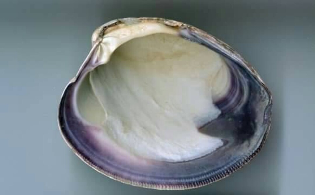 1 Pair of Hardshell Clam Quahogs. Cape Cods Best Purple and Etsy