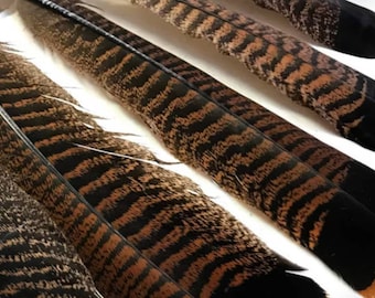 2 Wild Turkey Tail Feathers