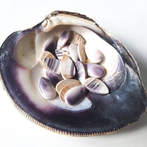 May include: A collection of small, teardrop-shaped seashells with purple and white stripes, displayed in a large, purple and white seashell.