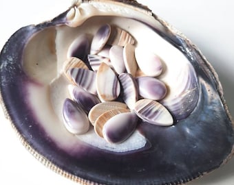 6 qty Teardrop Wampum Cabochons *promo photo
