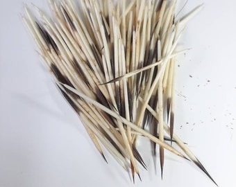30pcs Native Northeast Turtle Island Porcupine Quills *promo photo
