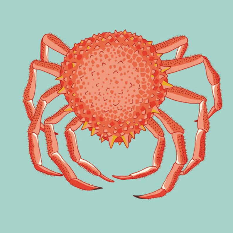 Puede incluir: Ilustraci&oacute;n detallada de un cangrejo rojo con un cuerpo redondo y espinoso y largas patas segmentadas. El cangrejo tiene detalles amarillos y est&aacute; sobre un fondo azul claro. La obra es de estilo gr&aacute;fico plano.