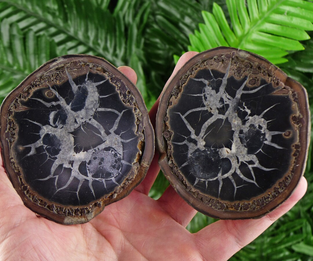 Dragonstones Pair, Septarian Nodule Geode, Septaria, Dragonstone ...