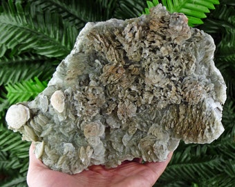 May include: A large, irregularly shaped mineral specimen with a layered, textured appearance. The color palette includes shades of gray, beige, and brown. Several round, light-colored formations are scattered across the surface. The background features green foliage.