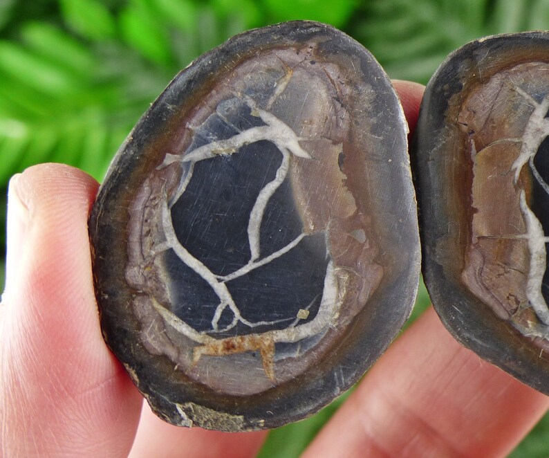 Septaria Geode Dragonstones Pair, Septarian Nodule Geode, Septaria, Dragonstone ...