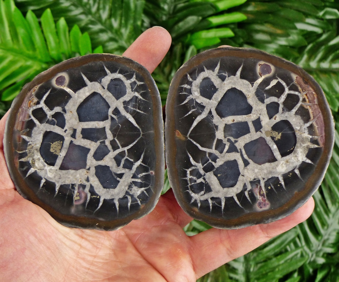 Septaria Geode Dragonstones Pair, Septarian Nodule Geode, Septaria, Dragonstone ...