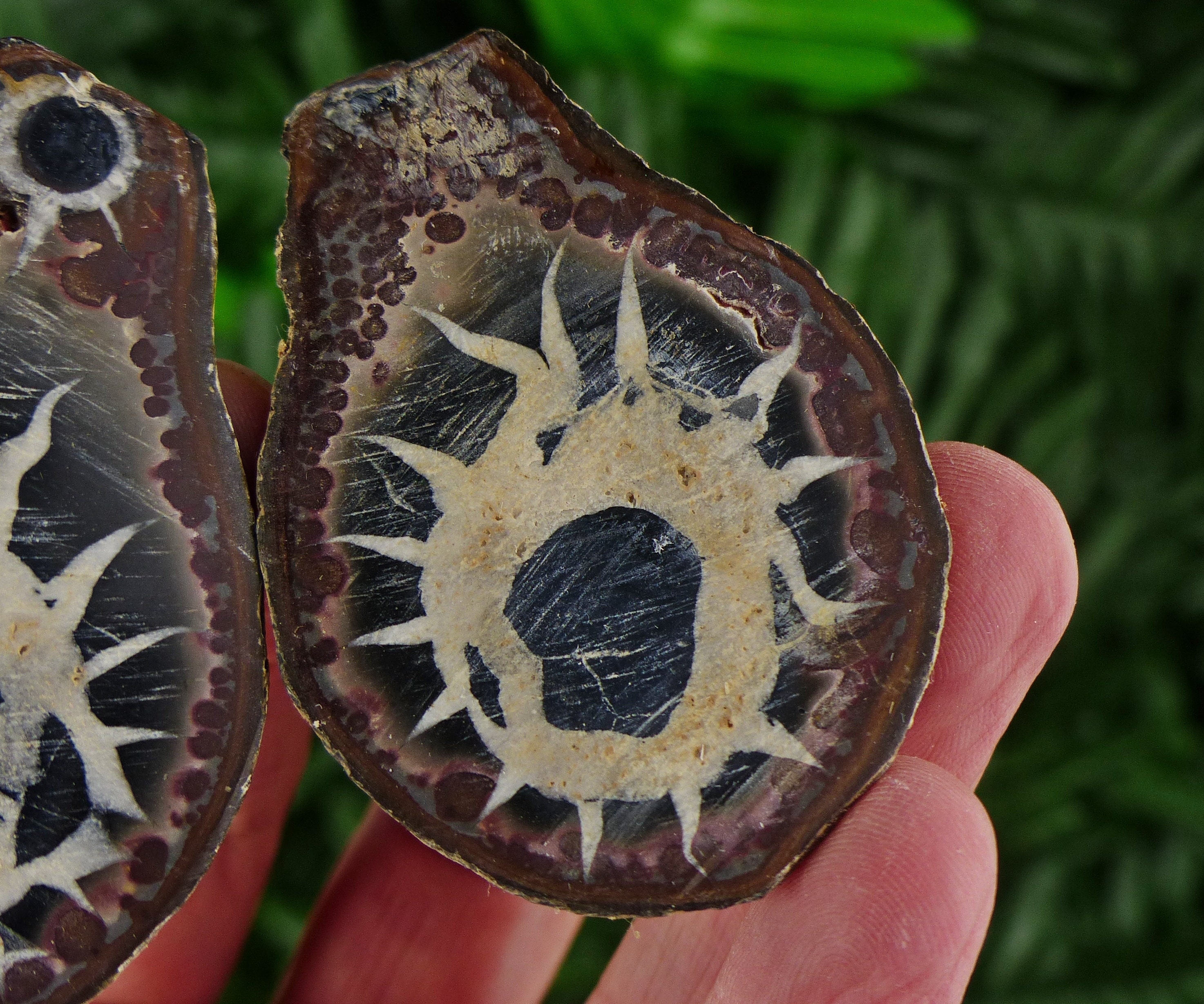 Dragonstones Pair, Septarian Nodule Geode, Septaria, Dragonstone ...