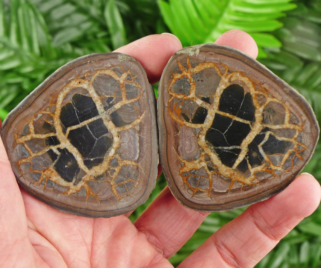 Septaria Geode Dragonstones Pair, Septarian Nodule Geode, Septaria, Dragonstone ...