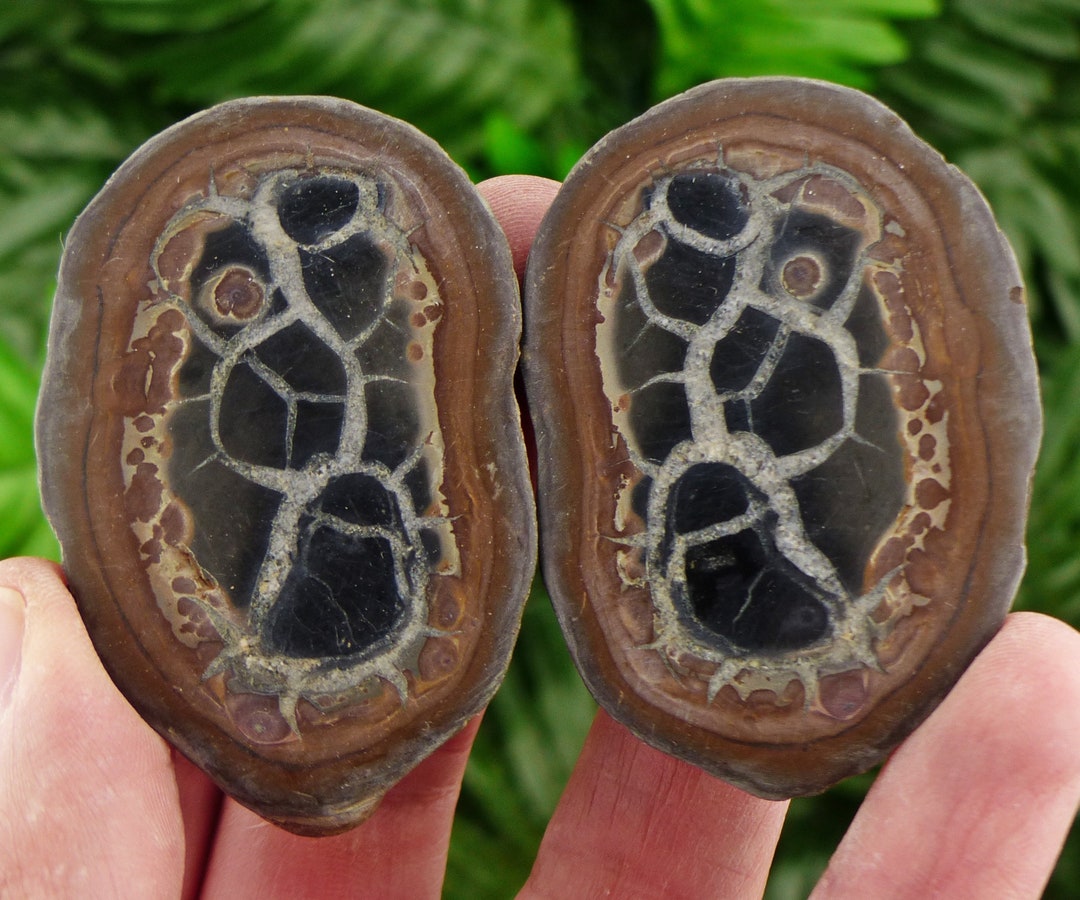 Septaria Geode Dragonstones Pair Septarian Nodule Geode Septaria - Etsy