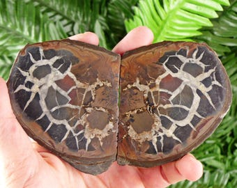 セプタリアン・ドラゴンストーン 12.4 cm – マダガスカル産の輝く地層