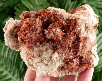 May include: A close-up of a mineral specimen featuring clusters of reddish-brown aragonite crystals. The crystals are densely packed and contrast with the off-white matrix. The overall texture is rough and crystalline.
