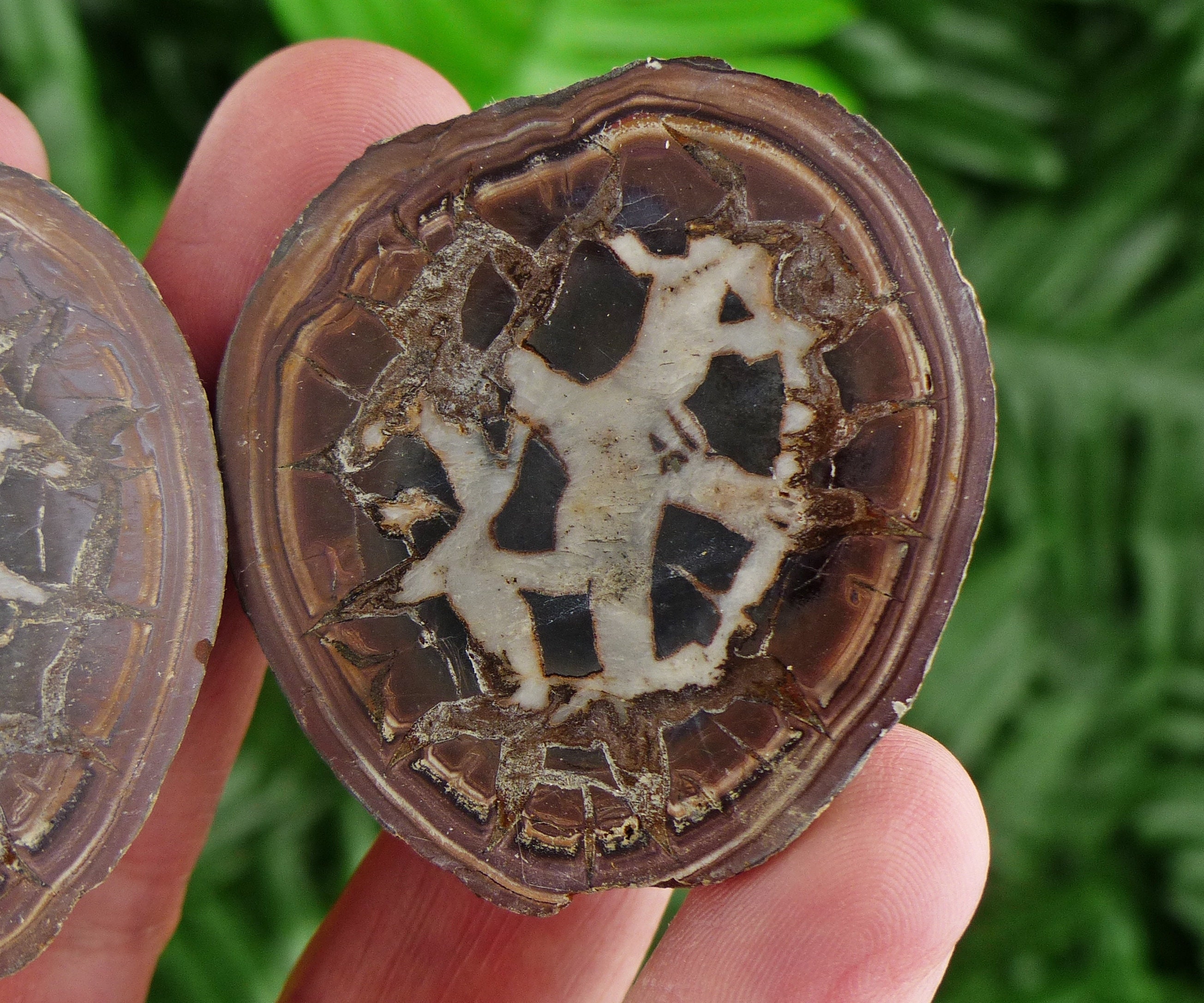 Septaria Geode Dragonstones Pair, Septarian Nodule Geode, Septaria, Dragonstone ...