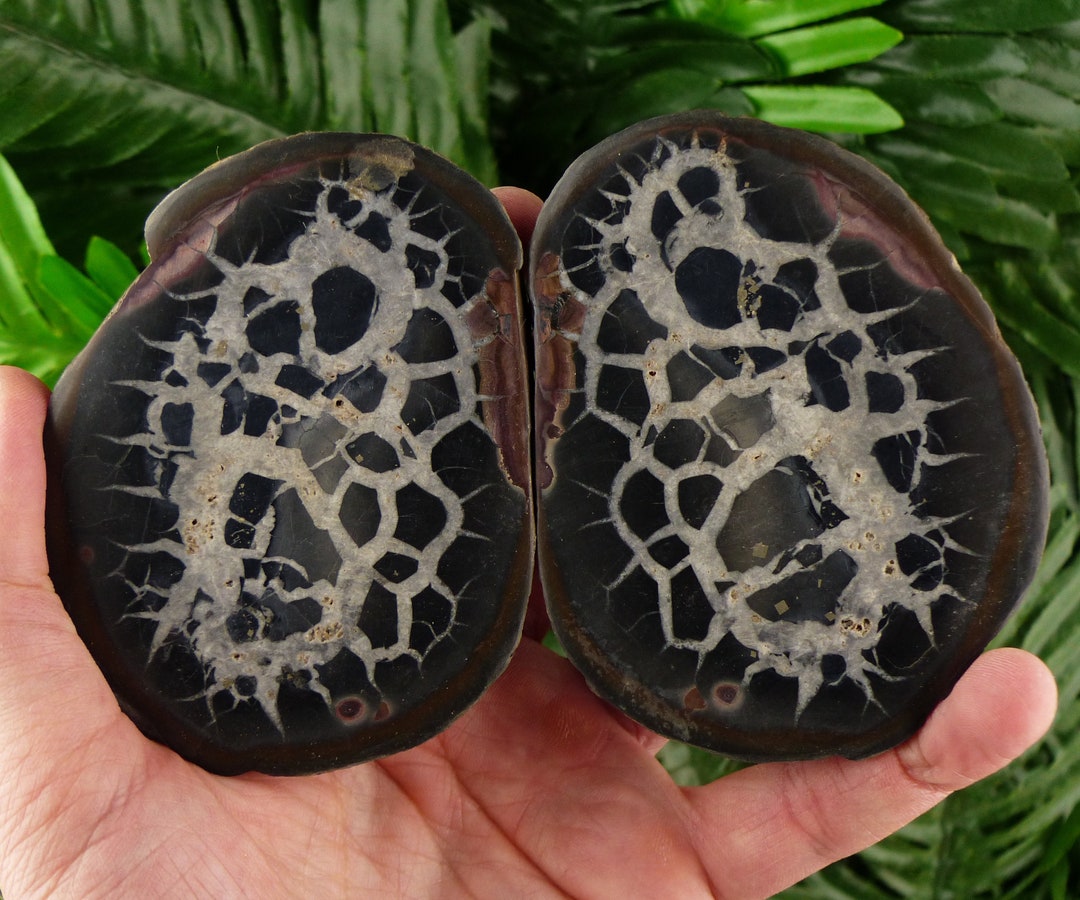 Septaria Geode Dragonstones Pair Septarian Nodule Geode Septaria - Etsy UK