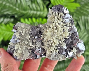 ルーマニア カヴニク鉱山産 クォーツ ガレナ パイライト 共生鉱物標本 ルーマニア、カヴニク産の共生方鉛鉱結晶 - 古いコレクションより