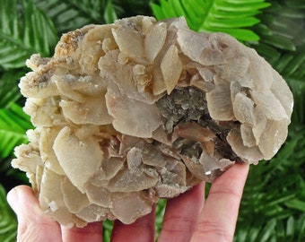 May include: A natural mineral specimen featuring a cluster of layered, petal-like formations in shades of beige and cream. The mineral has a rough, textured surface with hints of darker, earthy tones in the center. The background is a blurred green.