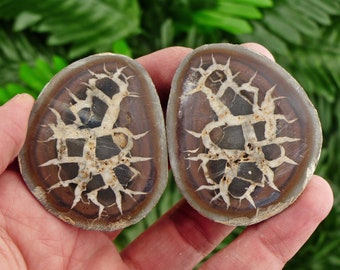 Dragonstone, Septarian Nodule, Septaria Geode, Aragonite, Dragon Stone, Healing Stone, Natural Mineral, Raw Crystal, Septarian Pair
