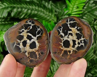Dragonstone Pair, Septarian Nodule, Septaria Geode, Aragonite, Healing Stone, Natural Mineral, Raw Crystal, Limestone, Rare Mineral