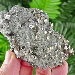 Può includere: Un gruppo di cristalli di pirite, nota anche come oro degli stolti, incastonati in una matrice di quarzo. I cristalli di pirite hanno un aspetto metallico e riflettente, con tonalità argento e oro. La matrice di quarzo è di colore grigio chiaro.