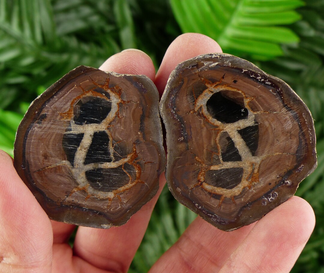 Dragonstones Pair, Septarian Nodule Geode, Septaria, Dragonstone ...
