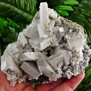Peut inclure: Gros plan sur un amas de cristaux de calcite blancs, de forme rectangulaire et en couches. Les cristaux sont incrustés dans une matrice de roche grise et gris foncé, avec de petites paillettes dorées. Le fond est vert flou.