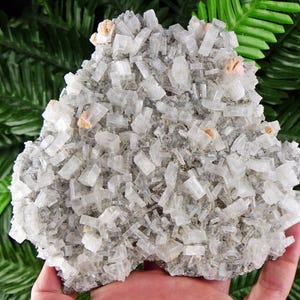 Peut inclure: Une main tient un amas de formations cristallines blanches et grises. Les cristaux sont rectangulaires et regroupés, avec de petites taches de teintes beiges et roses. Le fond présente un feuillage vert.