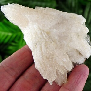 May include: A light beige mineral specimen with a layered, fan-like structure. The mineral has a crystalline appearance and a slightly rough texture. The background is a blurred green, suggesting a natural setting. The specimen is held in a hand.