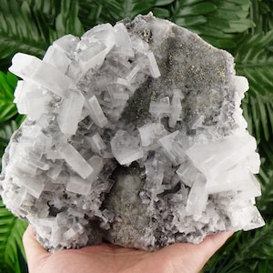 Peut inclure: Une main tenant un amas de formations cristallines blanches sur une matrice rocheuse grise. Les cristaux sont rectangulaires et regroupés, avec des reflets métalliques par endroits. Le fond est composé de feuillage vert.