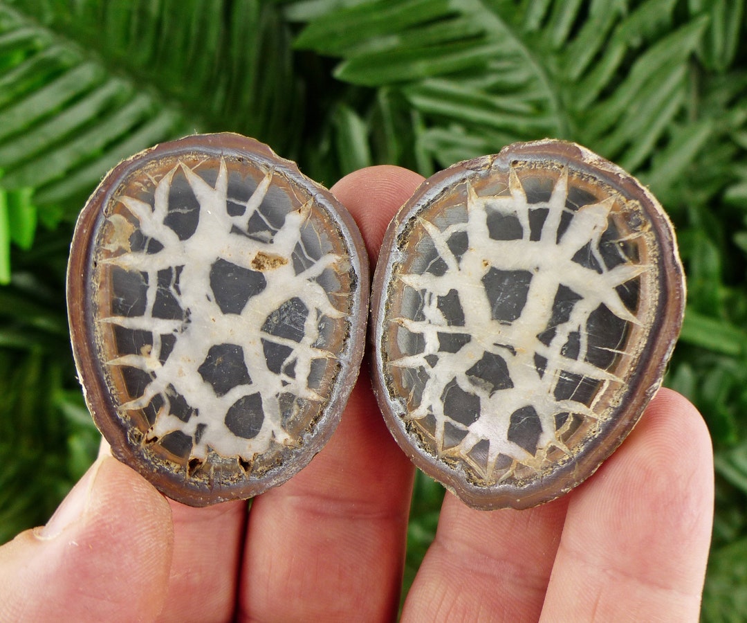 Dragonstones Pair, Septarian Nodule Geode, Septaria, Dragonstone ...