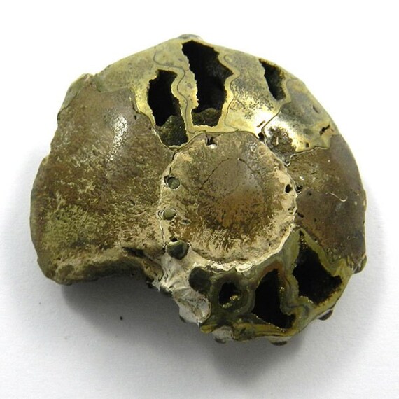 黄鉄鉱化アンモナイト化石：ロシア産半貴石、45 x 37 mm - Etsy 日本