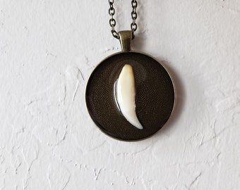 Bobcat Tooth Necklace